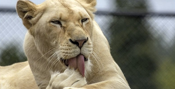 Dierentuinbezoekers zien hoe leeuwenwelpje wordt doodgebeten