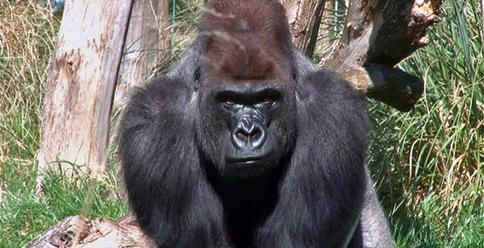 Dierentuinbezoekers verstoppen zich voor ontsnapte gorilla