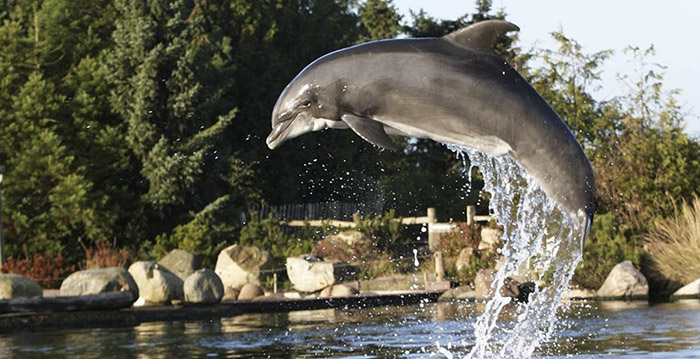 Faillissement ligt op de loer voor Dolfinarium: opnieuw fors verlies