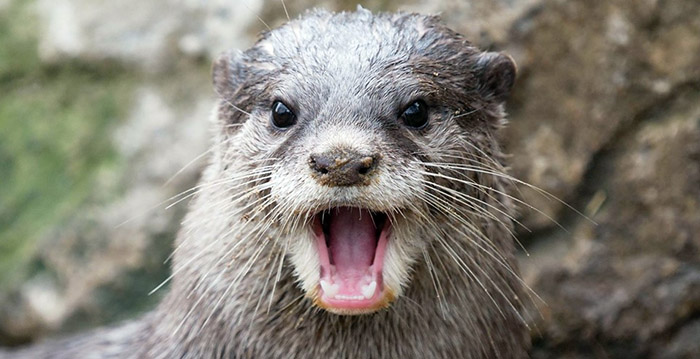 DierenPark Amersfoort voortaan goedkoper bij kort bezoek