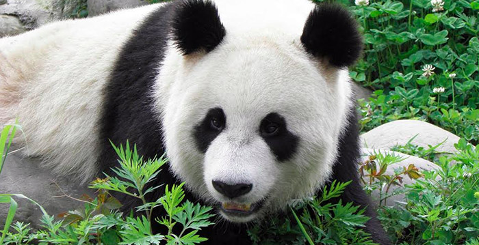 Ouwehands Dierenpark bevestigt datum van aankomst reuzenpanda's