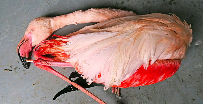 Kinderen trappen flamingo in dierentuin dood