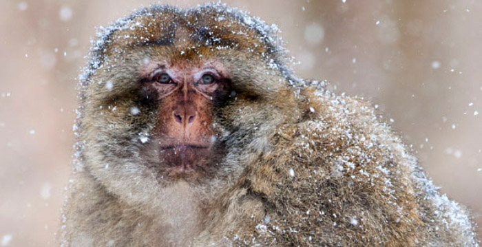 Maatregelen tegen winterdepressie bij apen in Apenheul