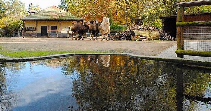 Peuter verdronken in Duitse dierentuin