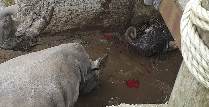 Neushoorns in Wildlands doden struisvogel voor ogen van publiek