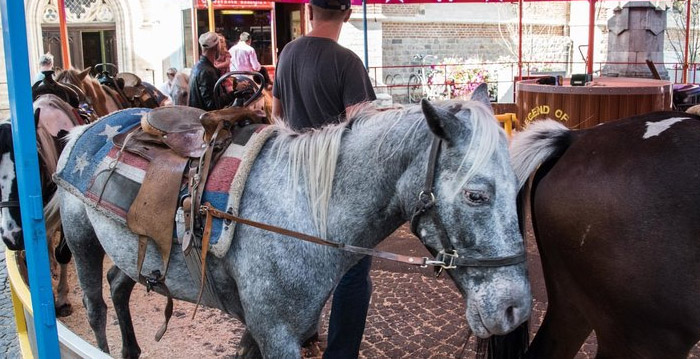 Verbod op kermisattracties met pony's: 'Kan echt niet meer'