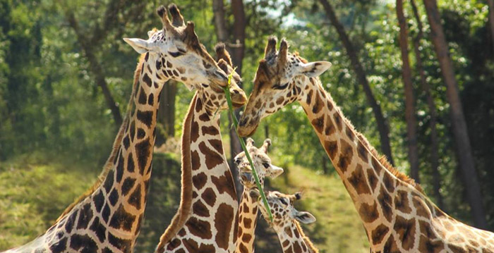 Brabantse dierentuin stopt giraffen en apen bij elkaar in nieuw verblijf