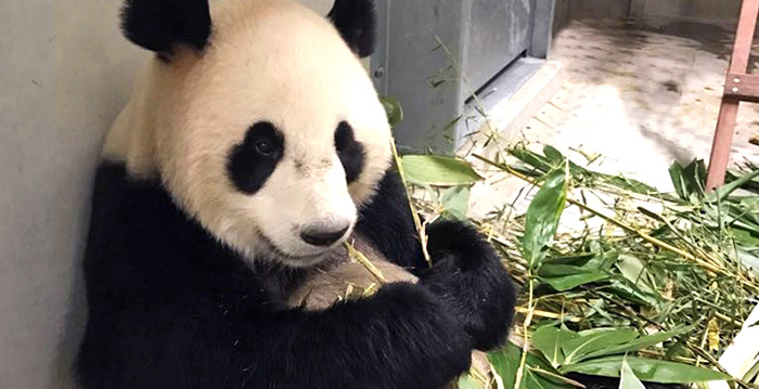 Ouwehands Dierenpark Onthult Wanneer Panda S Te Zien Zijn