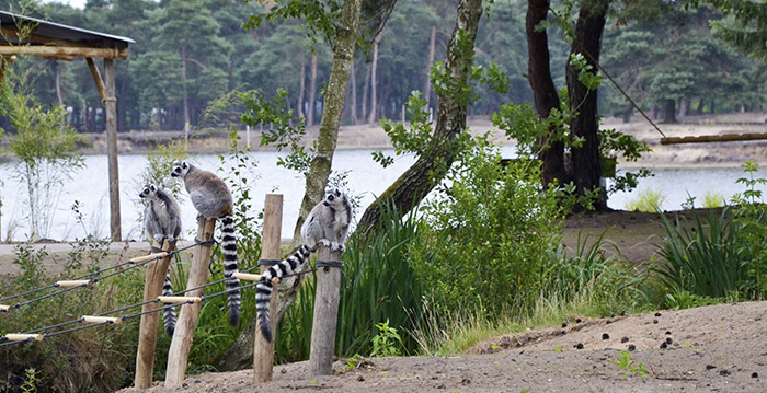 Pinguïns en ringstaartmaki's in nieuw gebied Beekse Bergen