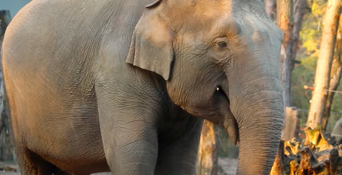 DierenPark Amersfoort in de war: olifant blijkt toch niet zwanger