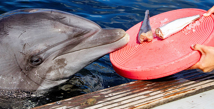 Dolfijnen in Dolfinarium profiteren van drugsvangst