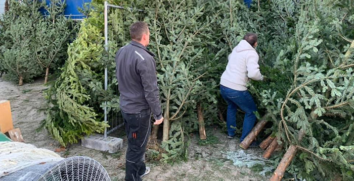 Kerstbomen uit Europa-Park staan te koop