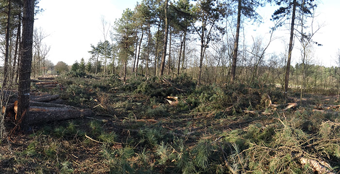 Toverland kapt bomen voor bouw van spectaculaire nieuwe achtbaan