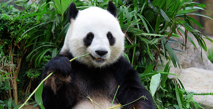 Buurtbewoner wil stokje steken voor panda's in Ouwehands Dierenpark
