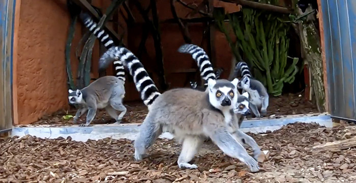 Burgers' Zoo opent nieuw verblijf voor ringstaartmaki's en neusberen