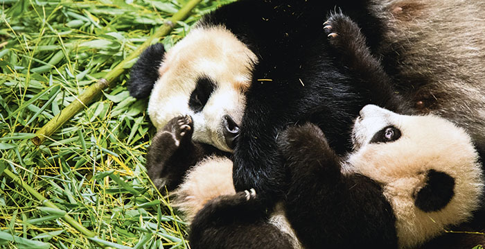 Ouwehands Dierenpark laat jonge reuzenpanda zien aan bezoekers