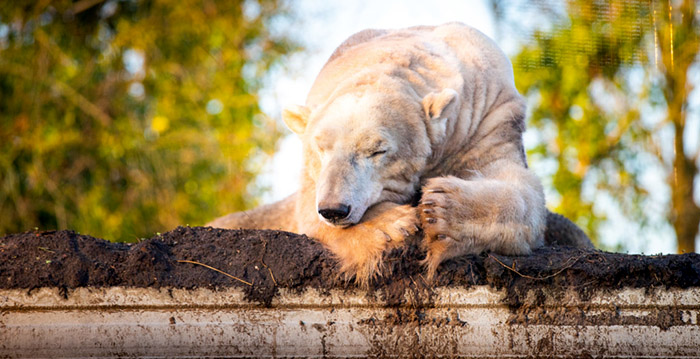 Flinke groei voor Friese dierentuin na faillissement en overname