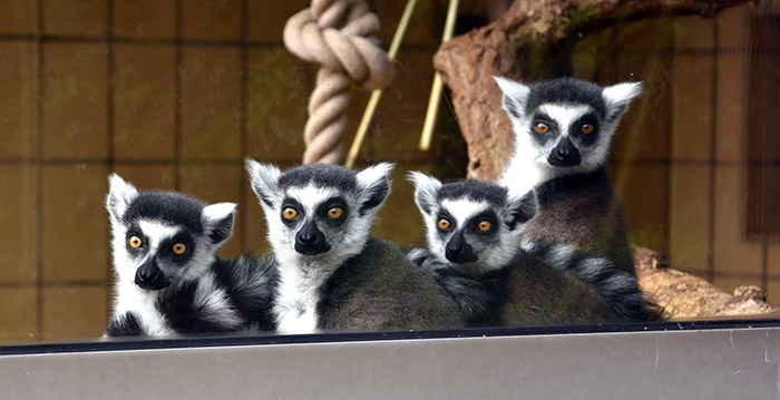 Eerste Duitse dierentuinen mogen voorzichtig weer open