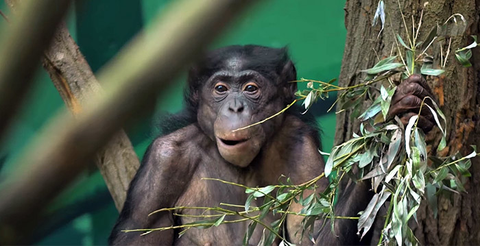 Dierentuin Planckendael 'apetrots' op nieuw verblijf voor mensapen