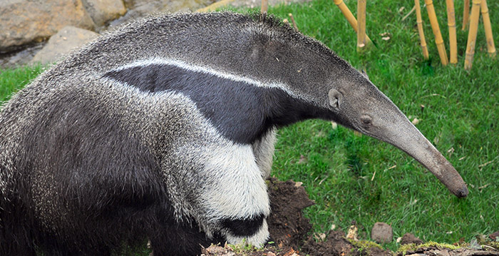 Nandoes, tapirs en miereneters in Zuid-Amerikaans themagebied GaiaZOO