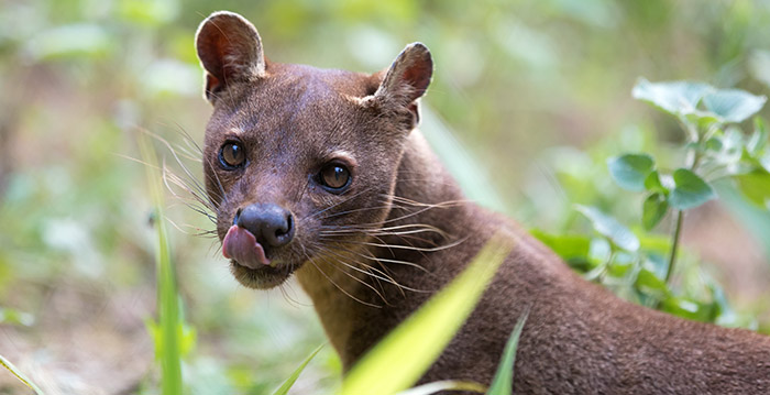 Nieuw gebied met unieke roofdieren in Brabantse dierentuin