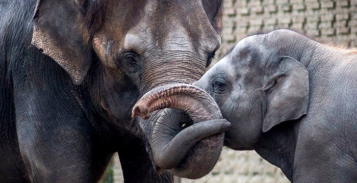 Aanslag naast Zoo Berlin: dierentuin blijft open