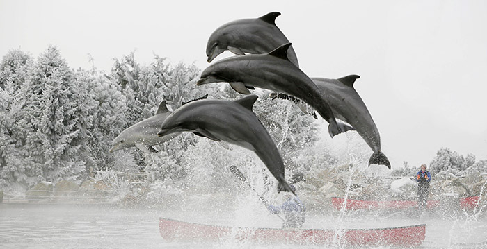 Miljoenenverlies voor Dolfinarium Harderwijk: 'Reden tot zorg'