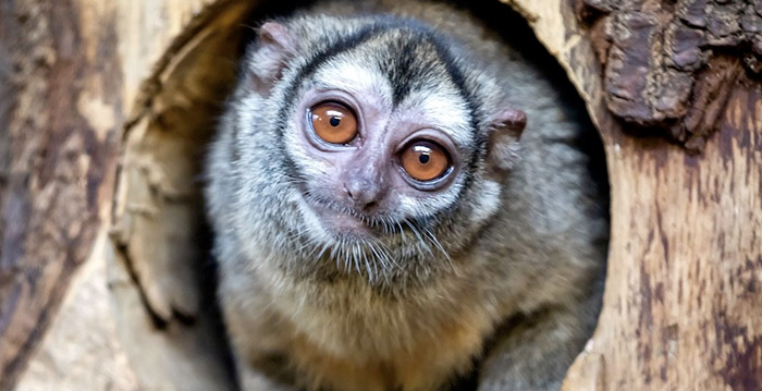 Artis verplaatst testdagen: 'Zodat we de tijd hebben om het park gereed te maken'