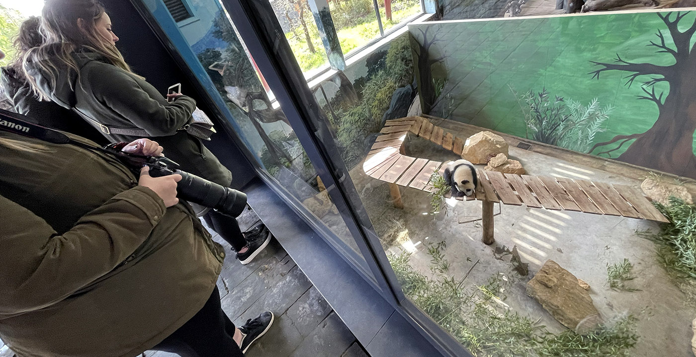 Testdagen in Ouwehands Dierenpark van start: pandajong weer te bewonderen