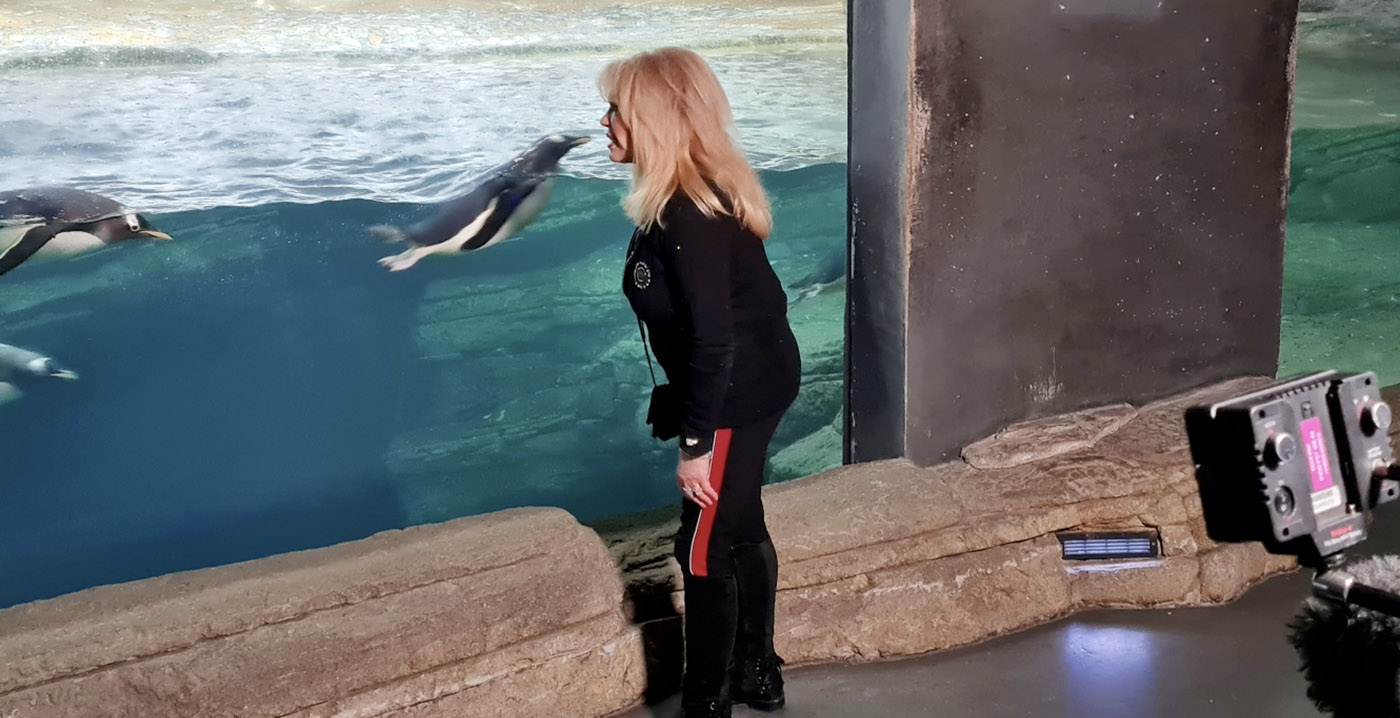 Blijdorp vernoemt pinguïn naar Patricia Paay