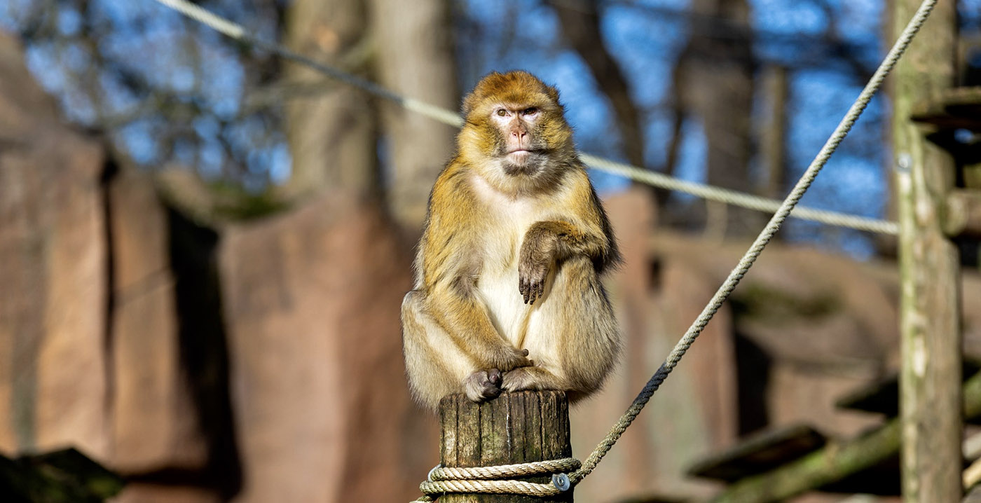 Ouwehands Dierenpark verwelkomt alleen abonnementhouders op openingsdag