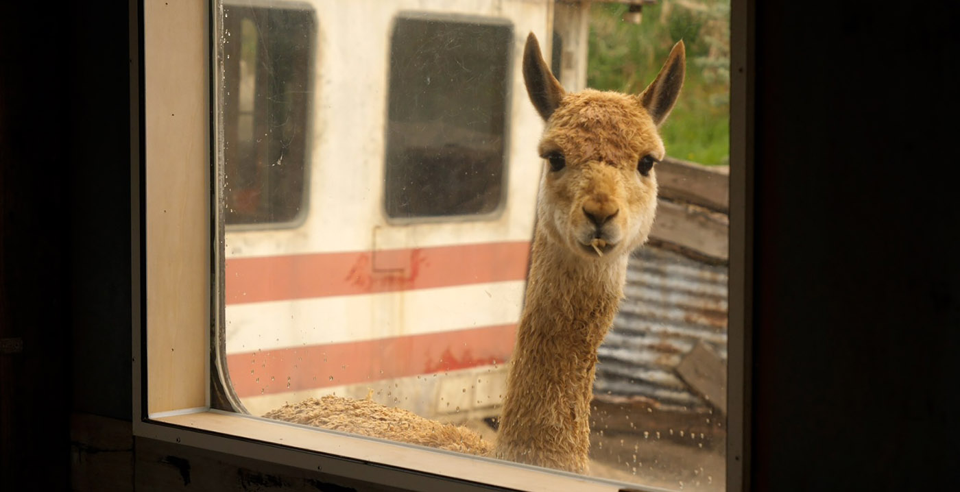 Wildlands Emmen presenteert nieuwe diersoort bij heropening