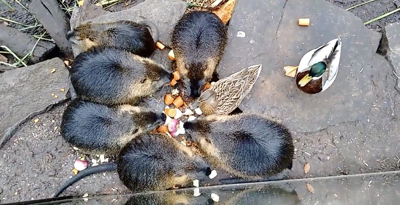 Dieren Zoo Antwerpen worden beschermd tegen wilde vos