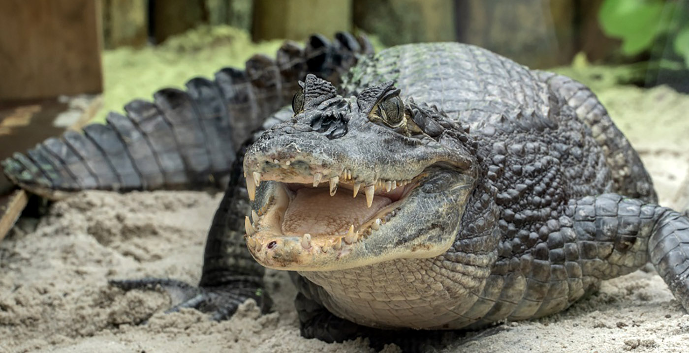 ZooParc Overloon opent Zuid-Amerikaans themagebied met tropische kas