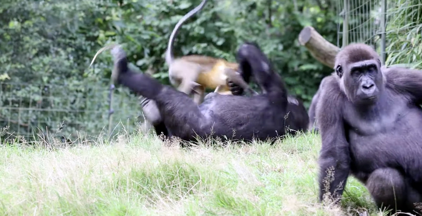 Video: gorilla's in Burgers' Zoo worden lastiggevallen door klein aapje