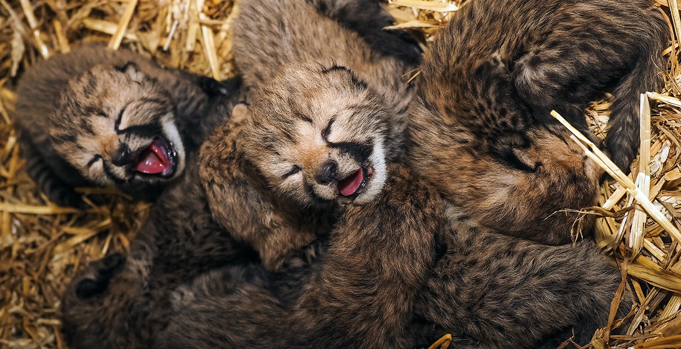 Bijzonder: cheetamoeder in Beekse Bergen adopteert drie jongen van een ander