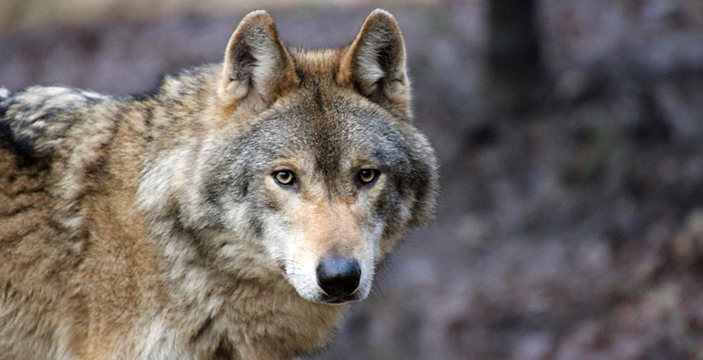 DierenPark Amersfoort legt uit hoe wolven konden ontsnappen