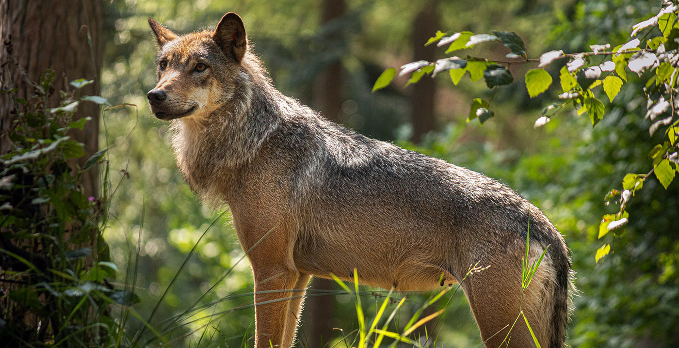 Geen extra maatregelen in DierenPark Amersfoort na twee ontsnappingen in jaar tijd: 'Domme pech'