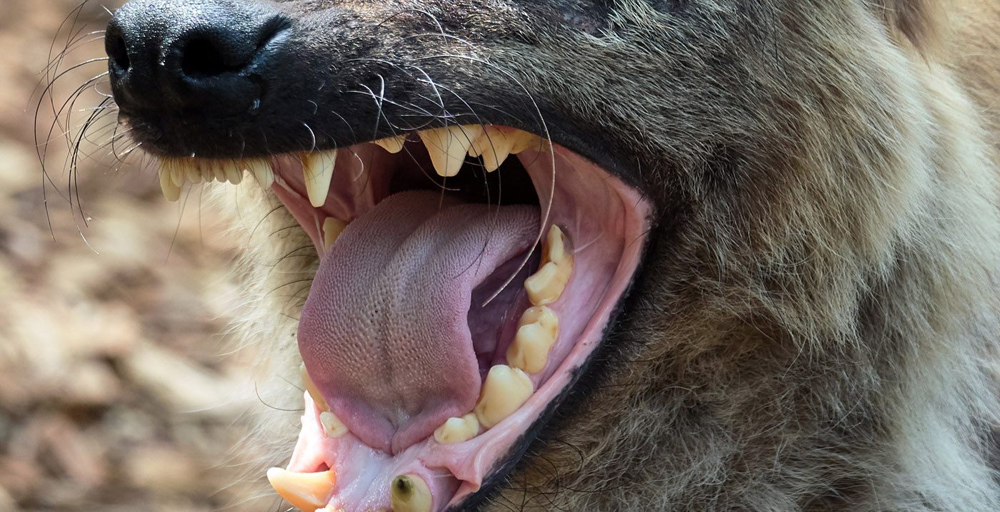 Nóg een dier ontsnapt uit DierenPark Amersfoort: ook hyena koos het hazenpad