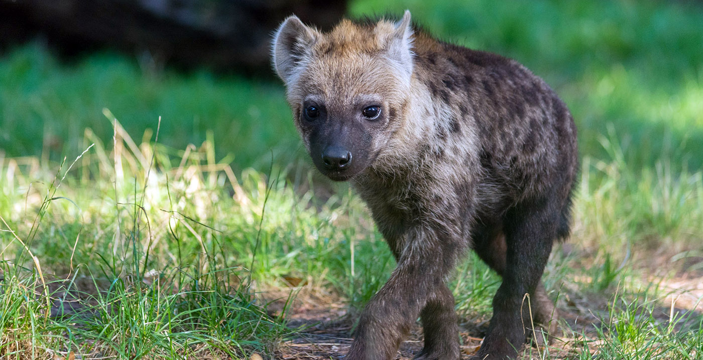 Partij voor de Dieren: DierenPark Amersfoort moet dicht na drie ontsnappingen in negen maanden