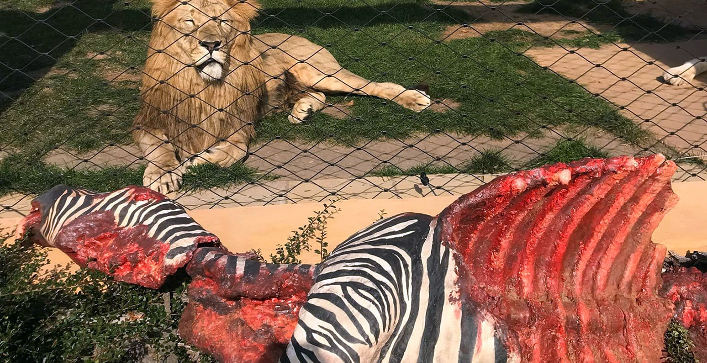 Tsjechische dierentuin laat jachtgedrag leeuwen zien met bloederig beeld