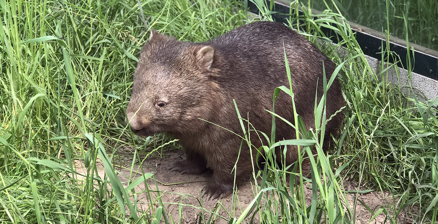 Brabantse dierentuin is enige in Nederland met wombats