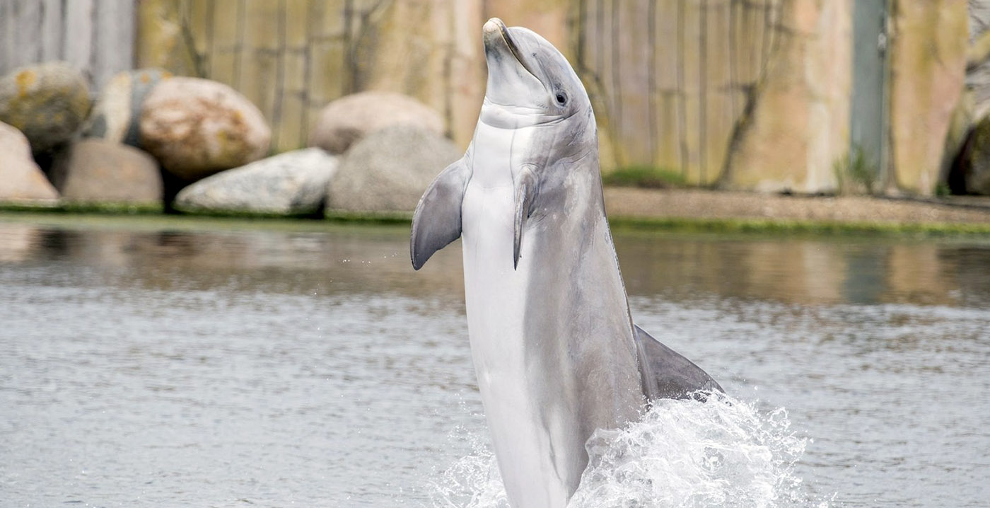 Minister noemt fokken met dolfijnen in Dolfinarium 'onwenselijk'