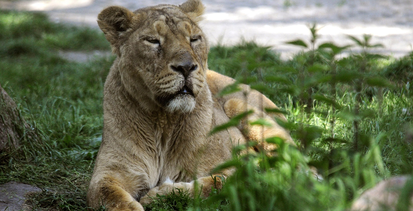 Leeuwen en gorilla's in Blijdorp positief getest op corona