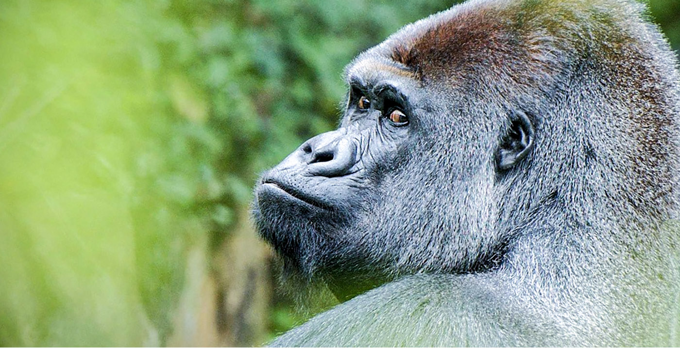 Dierentuinorganisatie suggereert afmaken gorilla's vanwege overschot