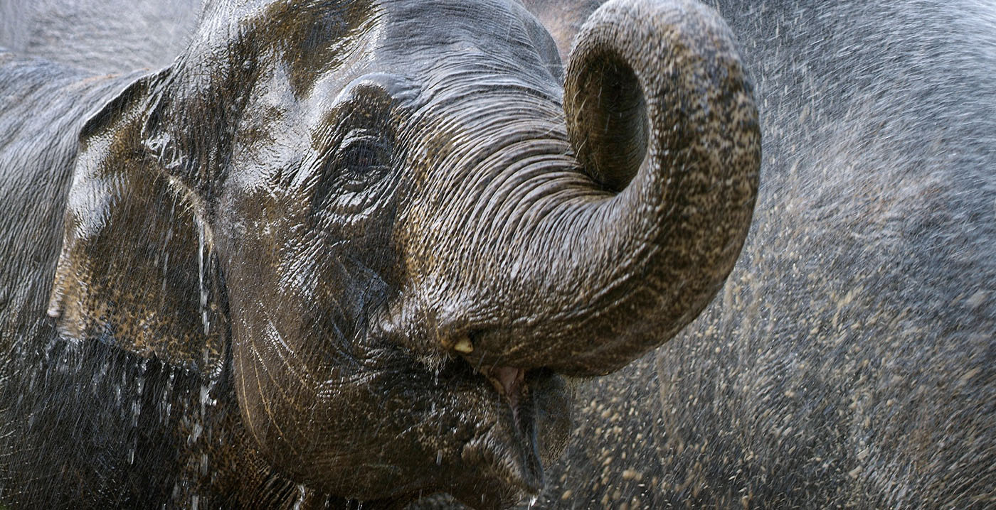 Blijdorp verwacht pas in 2024 weer normale bezoekersaantallen