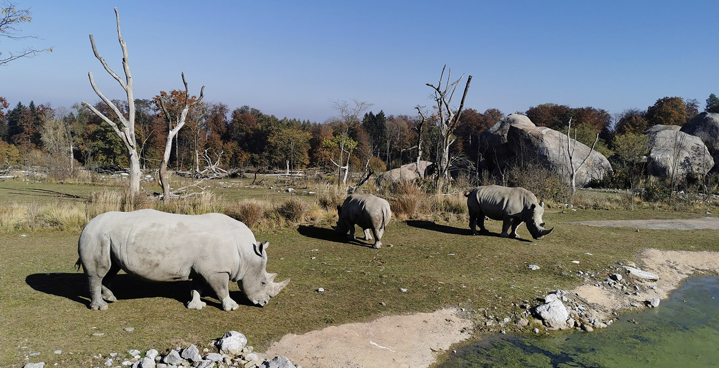 Zebra overleden na aanval door neushoorn in Zwitserse dierentuin