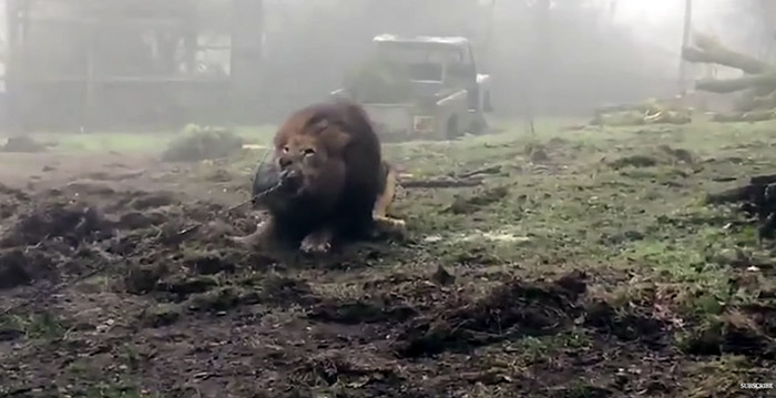 Kritiek op dierentuin die bezoekers laat touwtrekken met leeuwen