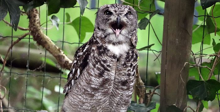 Dierenparkje in Gelderland ondanks corona nog gewoon elke dag geopend