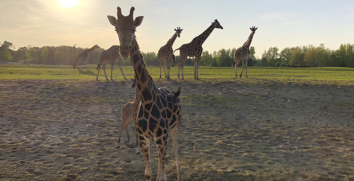 Waan je in Afrika met 25 foto's van het nieuwe Safari Resort Beekse Bergen